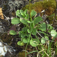 Pyrola_rotundifolia