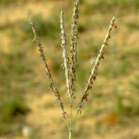 Bothriochloa_ischaemum