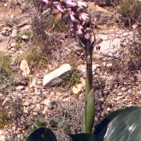 Himantoglossum robertianum (Orchis géant, orchis à longues bractées, Barlie)