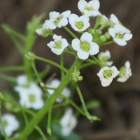 Lobularia_canariensis