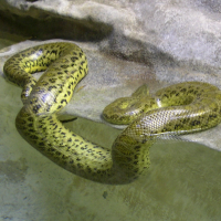 Eunectes notaeus (Anaconda jaune)