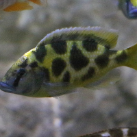 Haplochromis latifasciata (Astatotilapia)