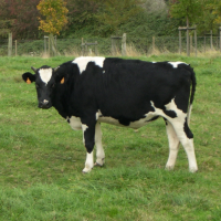 Bos taurus (12) (Vache race Prim'Holstein)