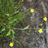 Ranunculus_flammula