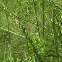 Asparagus_officinalis (Asparagus officinalis)