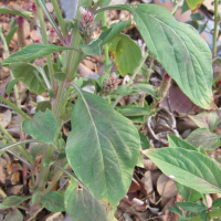 Celosia_argentea (Celosia argentea)