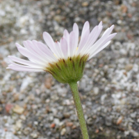 Erigeron_karvinskianus (Erigeron karvinskianus)