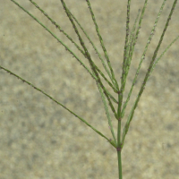 Digitaria_ischaemum