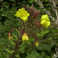 Oenothera_glazioviana f. rubricalyx