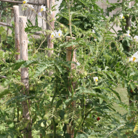 Solanum sisymbriifolium (Morelle de Balbis)
