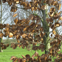 Fagus_sylvatica