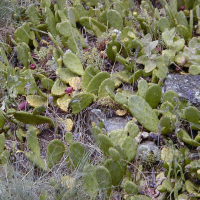 Opuntia humifusa (Figuier de Barbarie, Cactus)