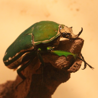 mecynorhina_torquata1amd