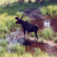Alces americanus (Orignal, Moose)