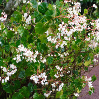 Begonia cuccullata (Bégonia)