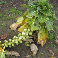 brassica_oleracea_bruxelles1md (Brassica oleracea var. gemmifera)