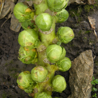 Brassica oleracea var. gemmifera (Chou de Bruxelles)