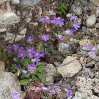 campanula_rhodensis4md (Campanula rhodensis)