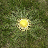 carlina_acanthifolia1md (Carlina acanthifolia)