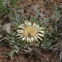 carlina_acanthifolia2bd (Carlina acanthifolia)