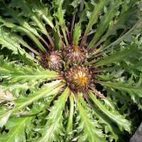 carlina_acanthifolia3md (Carlina acanthifolia)