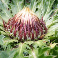 Carlina acanthifolia (Chardousse, Cardavelle)