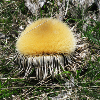 carlina_acanthifolia6mv (Carlina acanthifolia)