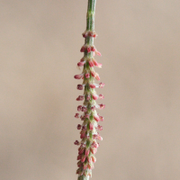 casuarina_equisetifolia2md (Casuarina equisetifolia)