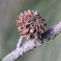 casuarina_equisetifolia3bmd (Casuarina equisetifolia)