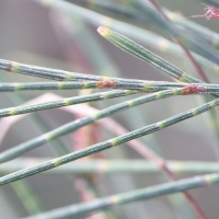 casuarina_equisetifolia6md (Casuarina equisetifolia)