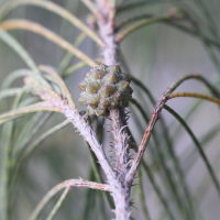 casuarina_equisetifolia7md (Casuarina equisetifolia)