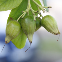 cordia_sebestena4md (Cordia sebestena)