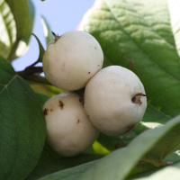 cordia_sebestena5md (Cordia sebestena)