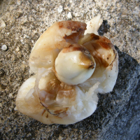 cordia_sebestena6md (Cordia sebestena)