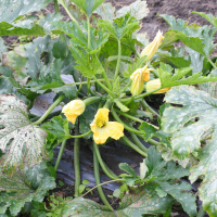 cucurbita_pepo_pepo_courgette1md (Cucurbita pepo ssp. pepo)