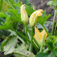 cucurbita_pepo_pepo_courgette3md (Cucurbita pepo ssp. pepo)