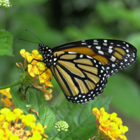 danaus_plexippus1md (Danaus plexippus ssp. plexippus)