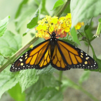 danaus_plexippus2md (Danaus plexippus ssp. plexippus)