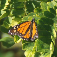 danaus_plexippus3fc (Danaus plexippus ssp. plexippus)