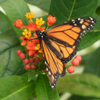 danaus_plexippus4md (Danaus plexippus ssp. plexippus)