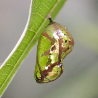 danaus_plexippus5md (Danaus plexippus ssp. plexippus)