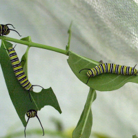 danaus_plexippus_ch1md (Danaus plexippus ssp. plexippus)