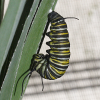 danaus_plexippus_ch3md