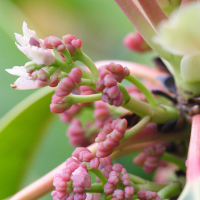 daphniphyllum_himalaense_macropodum2md