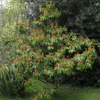 daphniphyllum_himalaense_macropodum3bd (Daphniphyllum macropodum)