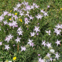 Dianthus hyssopifolius (Œillet de Montpellier)