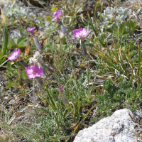 dianthus_sylvestris1md (Dianthus saxicola)