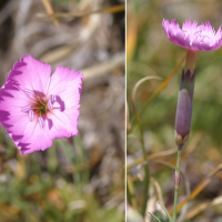 Dianthus saxicola (Œillet des bois)