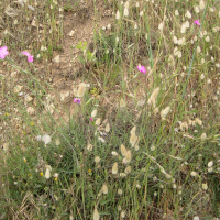 dianthus_sylvestris_longicaulis1md (Dianthus godronianus)