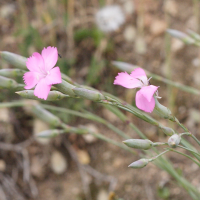 dianthus_sylvestris_longicaulis2md (Dianthus godronianus)